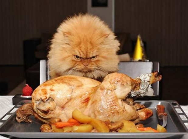grumpy-thanksgiving-cat.png