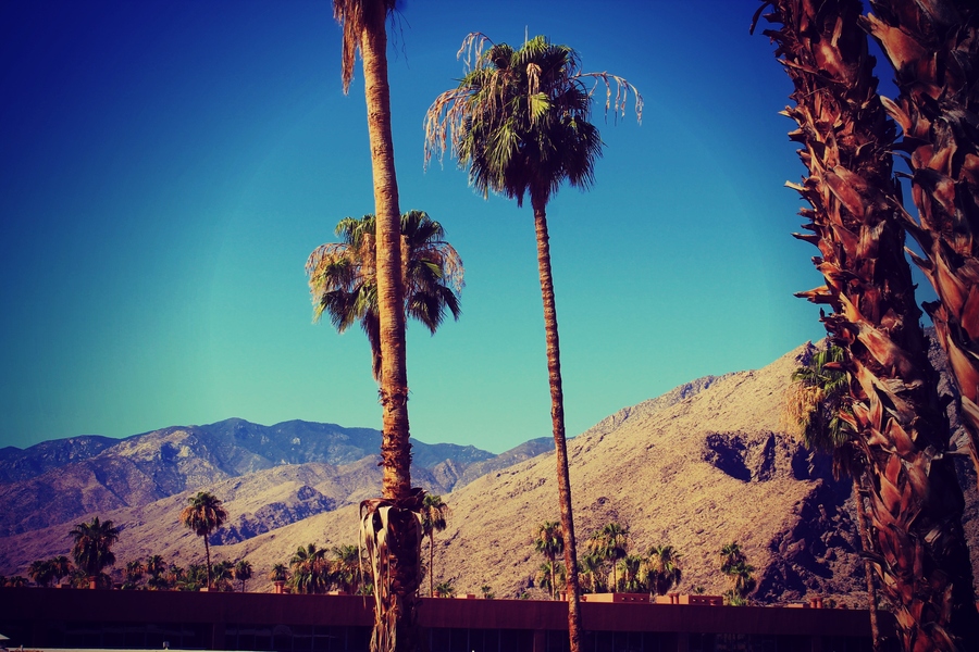 California Palms by Nachielly MG