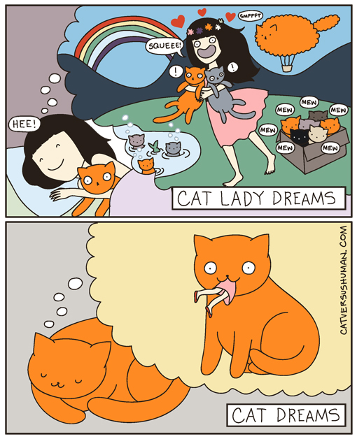 cat dreams