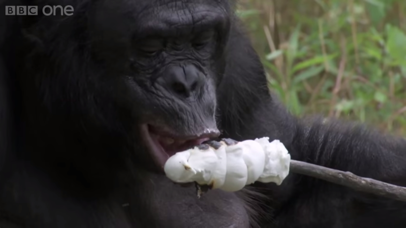 Ape eating roasted marshmallows in a screencap from Monkey Planet tv show from BBC