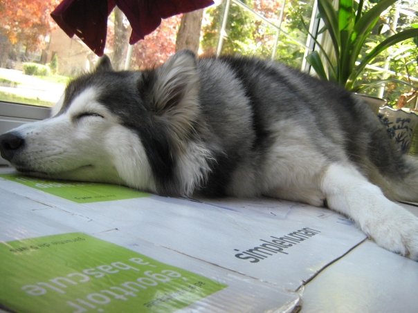 Photos of a Husky  Mix Raised By Cats Who Actually Thinks 